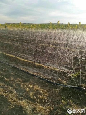 微喷带批发价格揭秘 0.14元/米如何助力农业节水降本